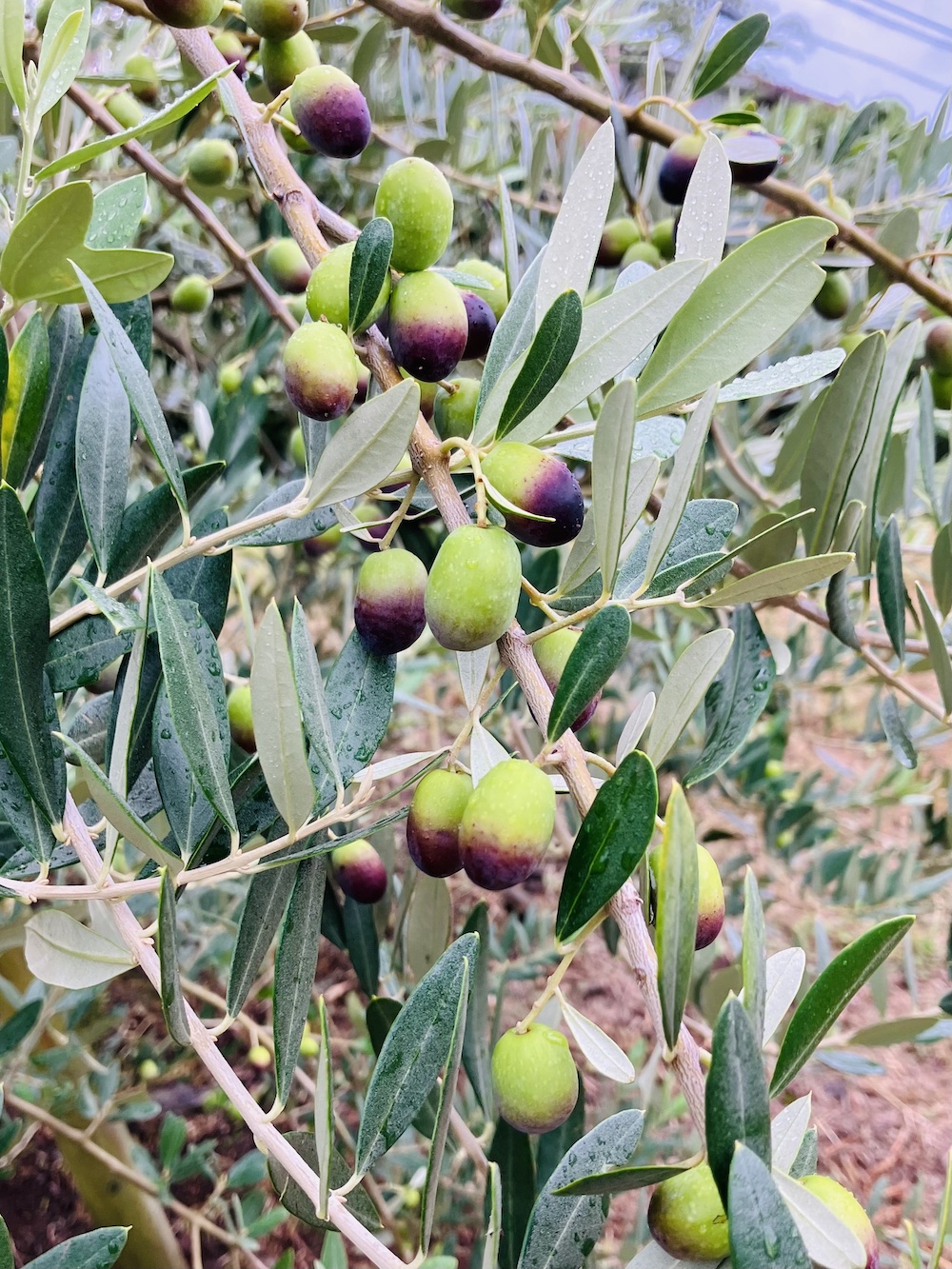 【募集受付締め切りました】オリーブ収穫祭の参加お申し込みありがとうございました！