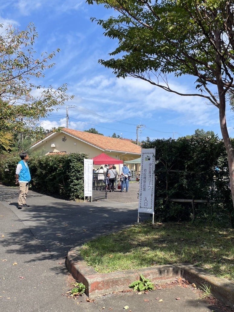 伊豆初の『オリーブ収穫祭』を開催しました！