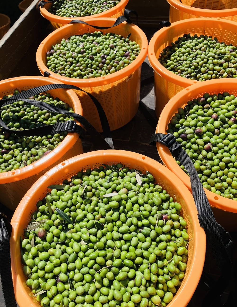 2023秋の収穫が終わりました