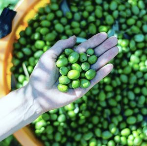 2023秋 伊豆産オリーブオイルの先行販売会を開催いたします