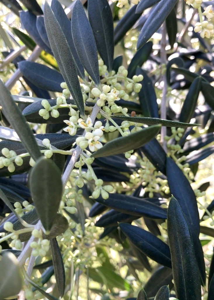 オリーブの花が咲きはじめました♪（伊豆高原搾油所）