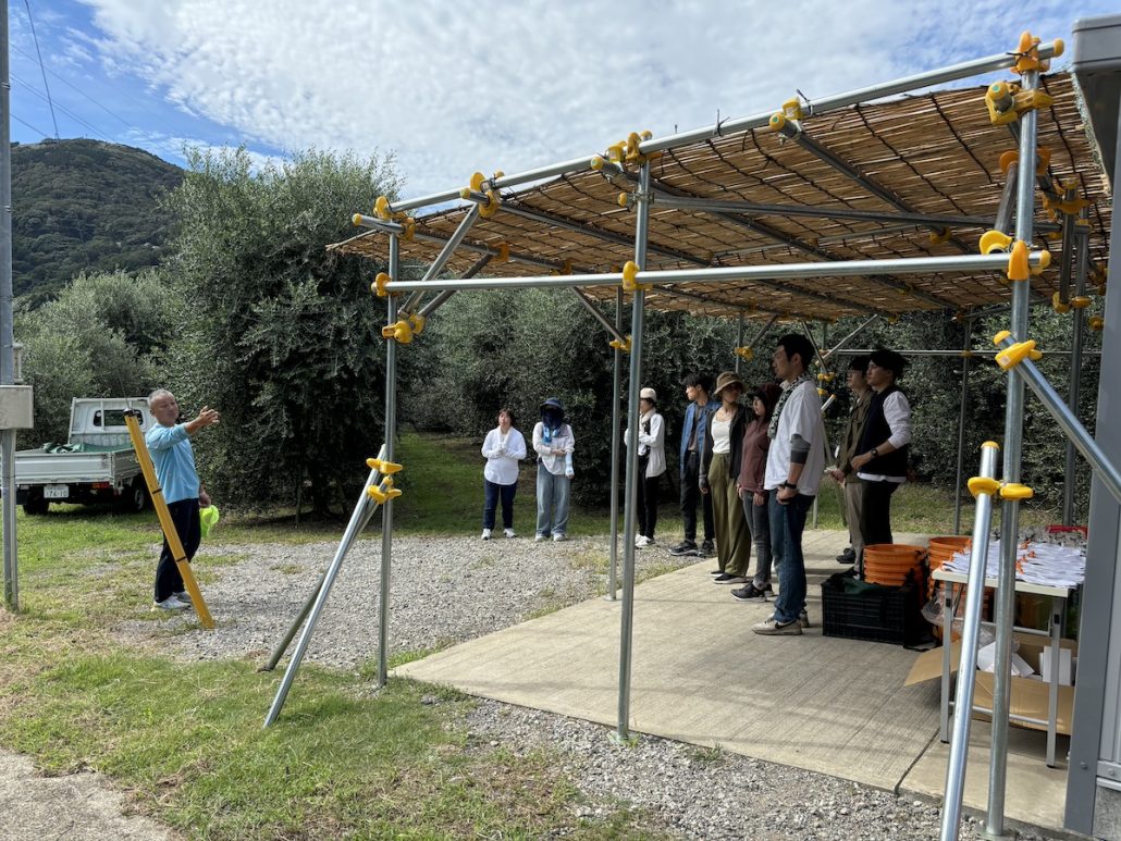 2024秋 オリーブの収穫と搾油がはじまりました